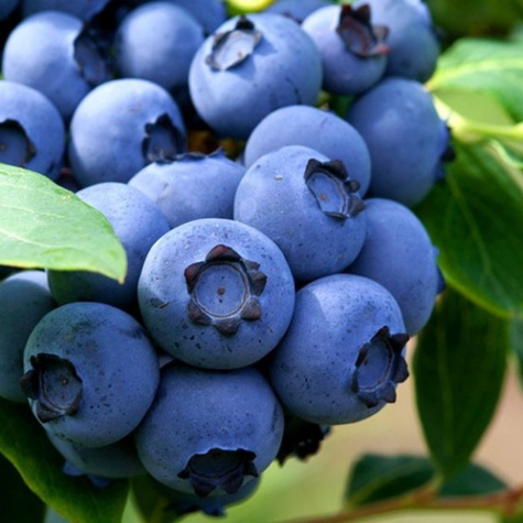 Malina jesienna Polana w doniczce