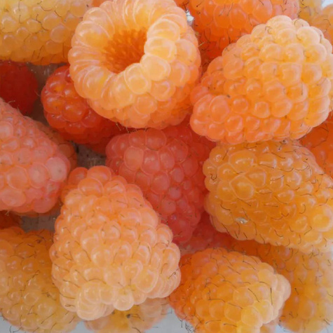 Malina promyk w doniczce