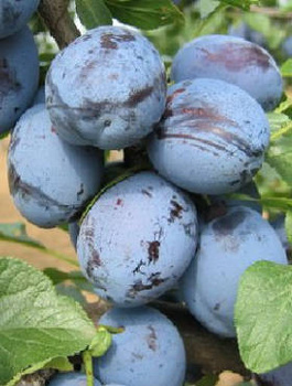 Śliwa Cacanska Lepotica