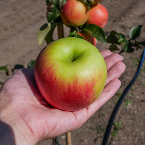 Jabłoń Celesta mrozoodporna w doniczce (C2)