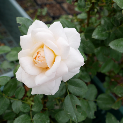 Róża parkowa Schloss Eutin pomarańczowa pastel balot
