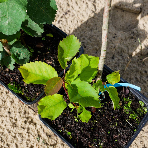 Świdośliwa gładka Ballerina