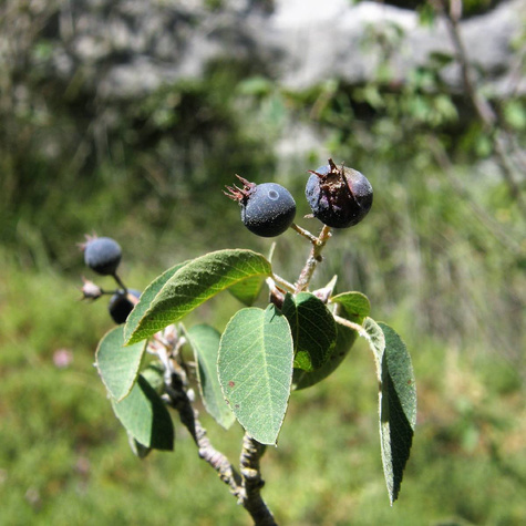 Świdośliwa jajowata w doniczce