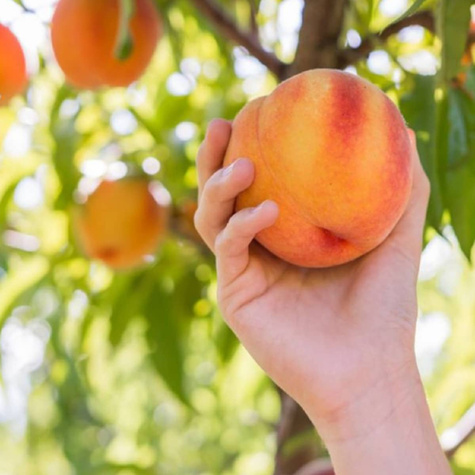 Brzoskwinia Maycrest Start Pack