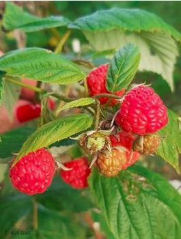 Malina jesienna Heritage w doniczce