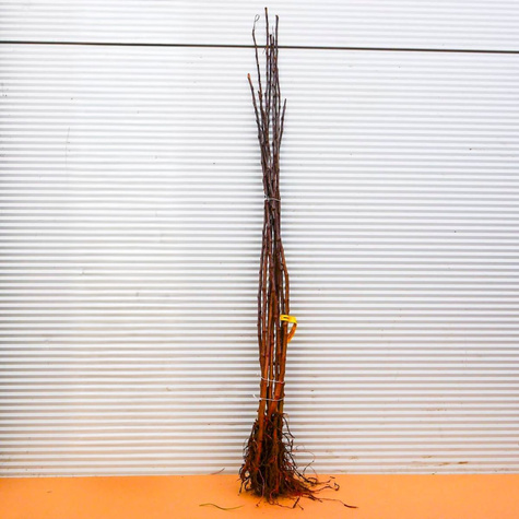 Podkładka Jabłoni P60 Półkarłowa Plant Pack