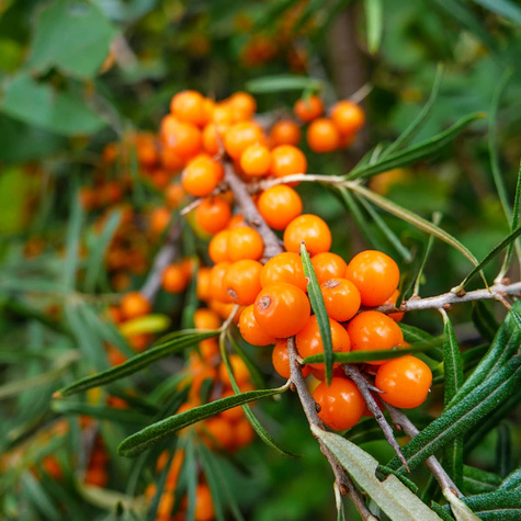 Rokitnik pospolity Friesdorfer Orange samopylny