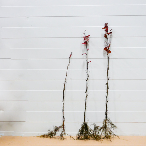 Berberys Atropurpurea Na Żywopłot Plant Pack