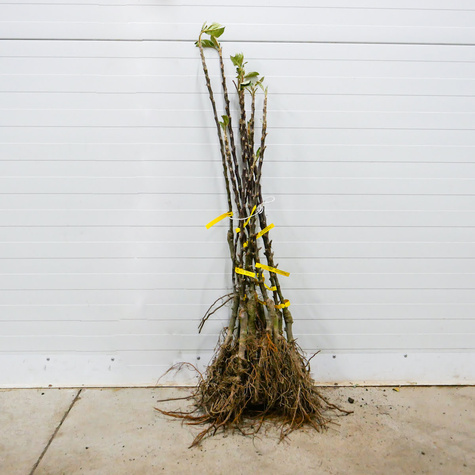 Jabłoń kolumnowa Flamenco START PACK