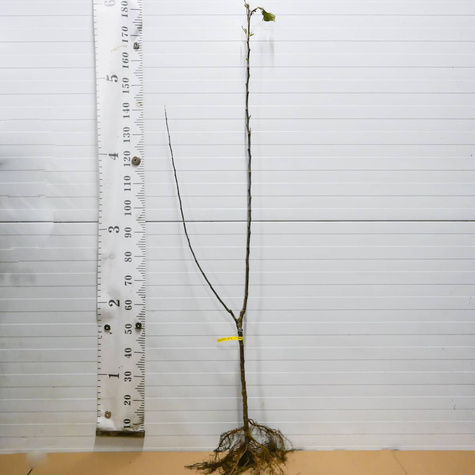 Duo Jabłoń Genewa Early + Julka Plant Pack