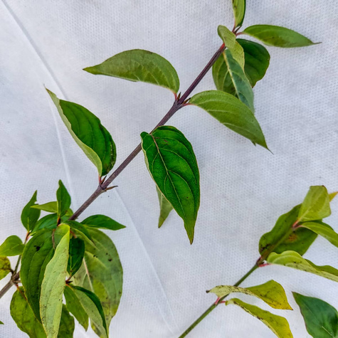 Dereń jadalny Plant Pack