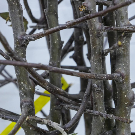 Półkarłowa Jabłoń James Grieve Parchoodporna START PACK