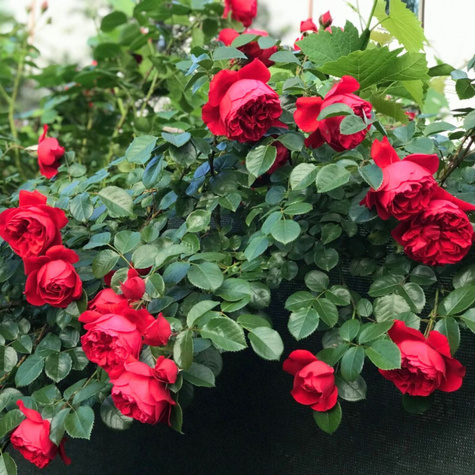 Róża pnąca Florentina czerwona balot