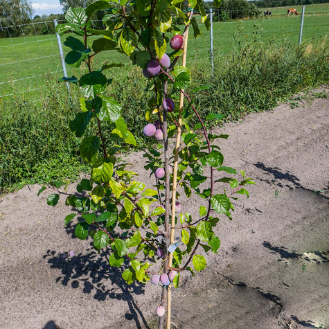 Śliwa Andres START PACK