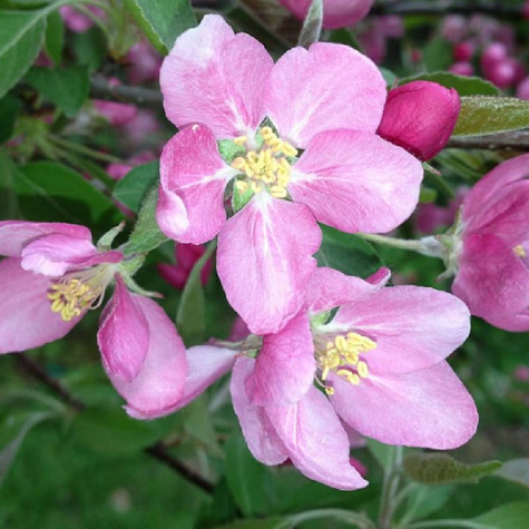 Jabłoń kolumnowa Suncats START PACK