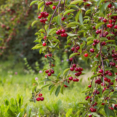 Czereśnia Octawia w doniczce