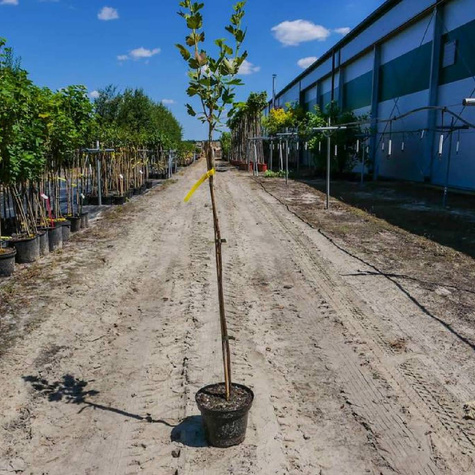 Agrest czerwony Kamieniar na pniu w doniczce