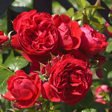 Róża pnąca Florentina czerwona balot