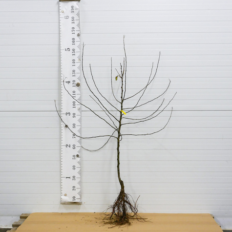 Jabłoń Florina Parchoodporna