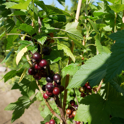 Porzeczka czarna na pniu doniczka