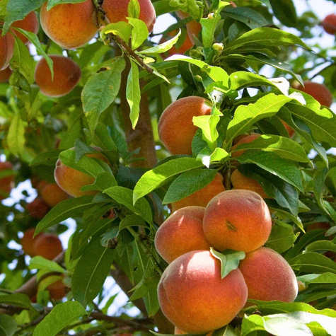 Brzoskwinia kolumnowa Honey START PACK