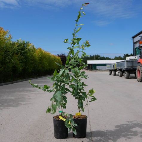 Pigwowiec japoński Maksym sadzonki w doniczce