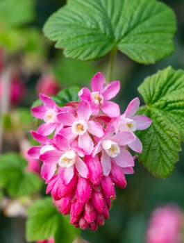 Porzeczka krwista (C2)