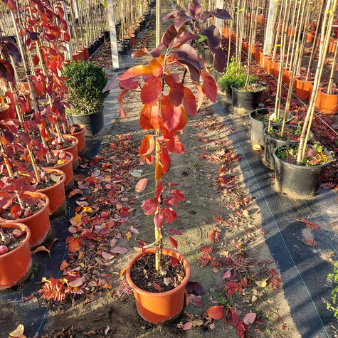 Jabłoń kolumnowa Maypole Balerina w doniczce