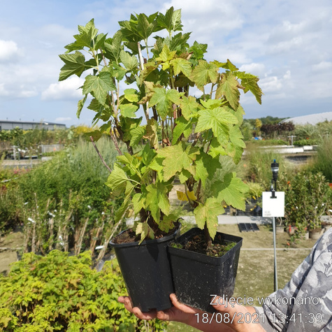 Porzeczka czarna Titania w doniczce