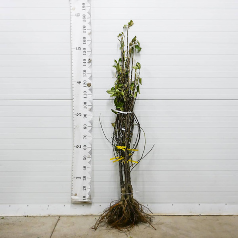 Jabłoń Elstar START PACK