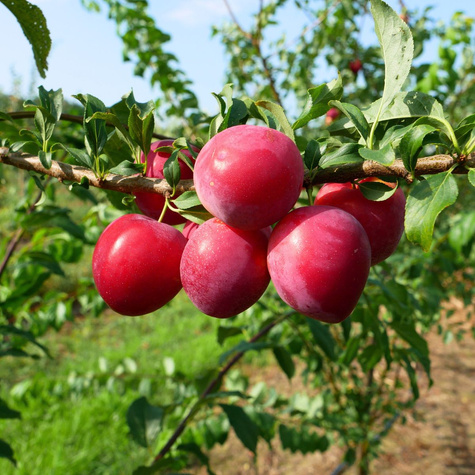 Śliwa japońska Kometa Samopłodna