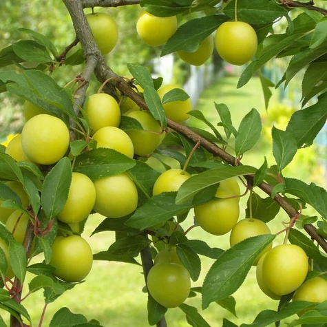 Śliwa Mirabelka z Nancy START PACK