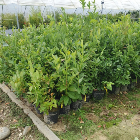 Borówka amerykańska Hardy Blue średniowczesna (C5)