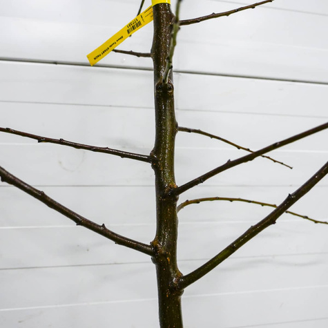 Śliwa Nierobaczywka Plant Pack