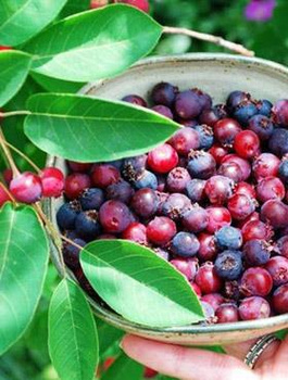 Świdośliwa lepsza niż borówka amerykańska - Deserowa