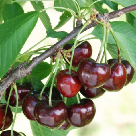 Czereśnia półkarłowa Carmen o dużych owocach START PACK