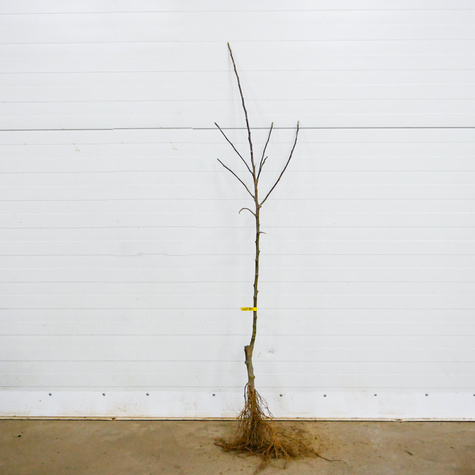 Jabłoń Pinova Pinowa