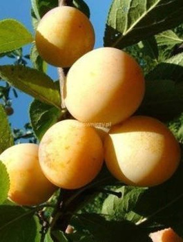 Śliwa Renkloda Ulena Samopylna