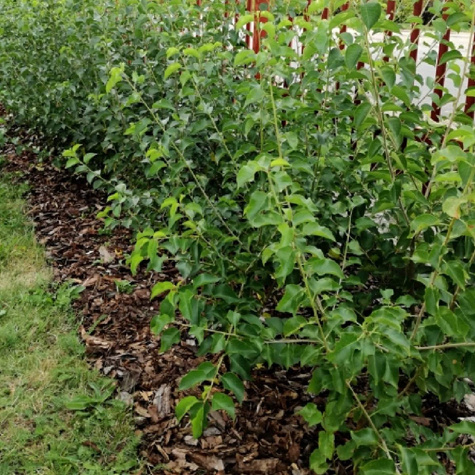 Wiśnia wonna Antypka na zywopłot Plant Pack