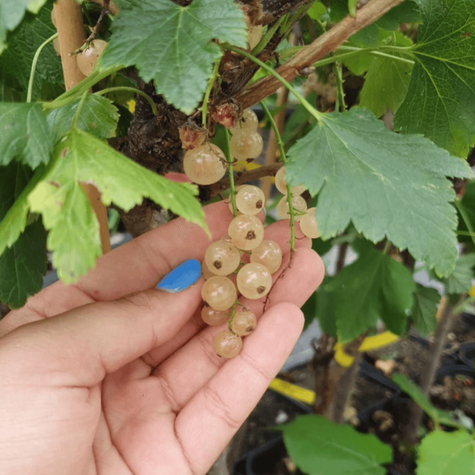 Porzeczka biała na pniu