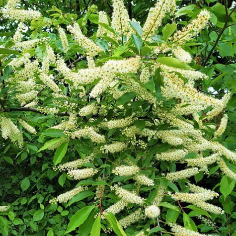 Czeremcha Plant Pack