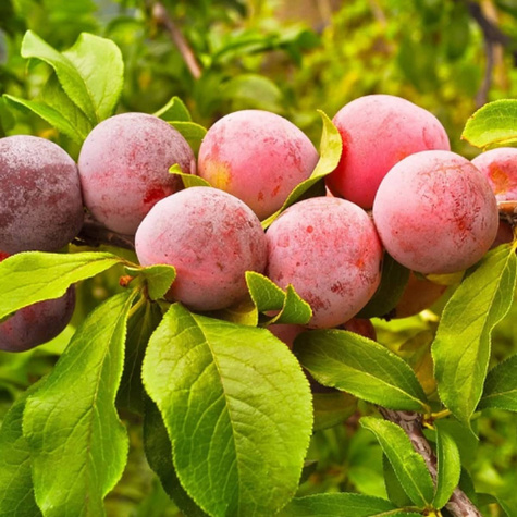Śliwa Jerozolimka Brzoskwiniowa Renkloda Jerozolimka