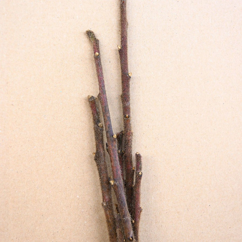 Sumak octowiec Plant Pack