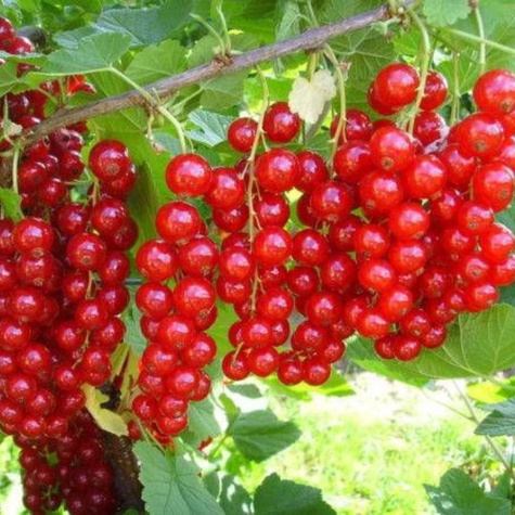 Duo agrest biały i porzeczka biała na pniu w balocie