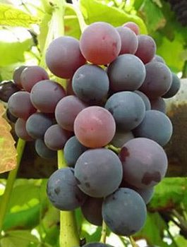 Winorośl winogrona Venus bezpestkowa