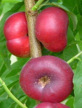 Nektaryna płaska Flatryna START PACK