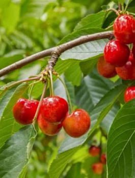 Czereśnia karłowa Vega START PACK (GISELA5)