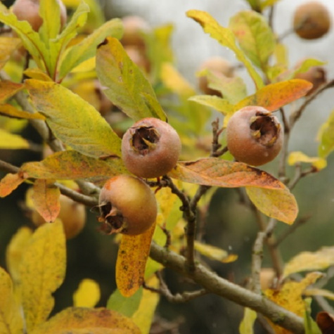 Nieszpułka zwyczajna balot