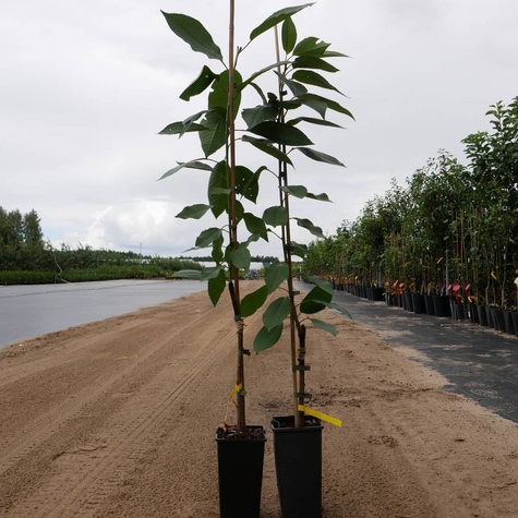 Czereśnia Octawia w doniczce