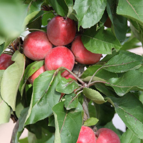 Jabłoń kolumnowa Promyk Słońca